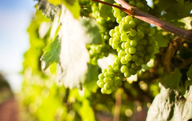 Proef de lekkerste wijnen tijdens een wijnproeverij voor 4 personen bij De Kasteelhoeve!